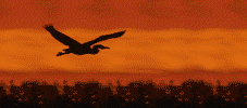 bird_681622172_141666.gif